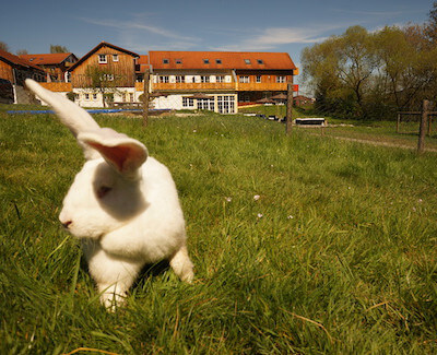 Hase im Feriendorf Schwarzholz