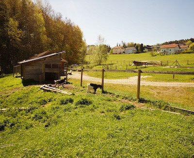 Ziege im Feriendorf Schwarzholz