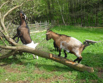 Ziegen im Feriendorf Schwarzholz